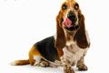 Зоокомплекс Забота - иконка «для собак» в Боровом
